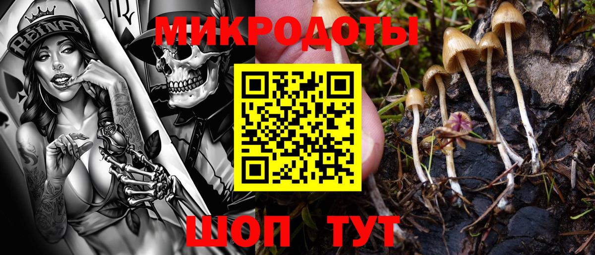 Псилоцибиновые грибы Psilocybine cubensis  Дербент  Галлюциногенные грибы мицелий 